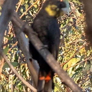 Calyptorhynchus lathami lathami at Wingello, NSW - 26 Mar 2024