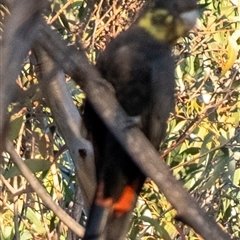 Calyptorhynchus lathami lathami at Wingello, NSW - 26 Mar 2024