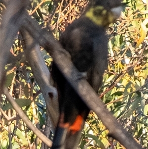 Calyptorhynchus lathami lathami at Wingello, NSW - 26 Mar 2024