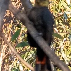 Calyptorhynchus lathami lathami at Wingello, NSW - 26 Mar 2024