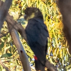 Calyptorhynchus lathami lathami at Wingello, NSW - 26 Mar 2024