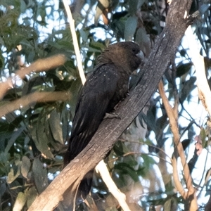 Calyptorhynchus lathami lathami at Wingello, NSW - 26 Mar 2024