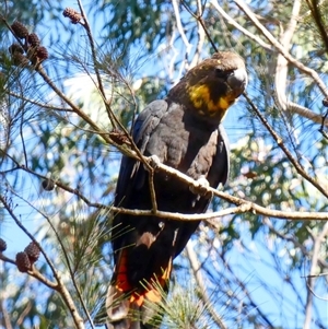 Calyptorhynchus lathami lathami at Wingello, NSW - 8 Aug 2022