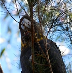 Calyptorhynchus lathami lathami at Wingello, NSW - suppressed