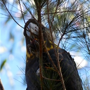 Calyptorhynchus lathami lathami at Wingello, NSW - 8 Aug 2022