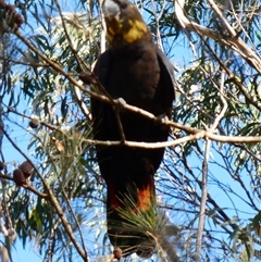 Calyptorhynchus lathami lathami at Wingello, NSW - suppressed