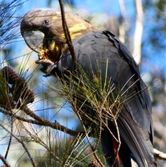 Calyptorhynchus lathami lathami at Wingello, NSW - suppressed