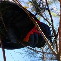 Calyptorhynchus lathami lathami at Wingello, NSW - suppressed