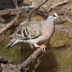 Phaps chalcoptera (Common Bronzewing) at Hackett, ACT by Pirom