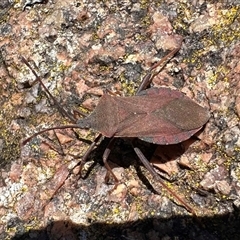 Amorbus (genus) (Eucalyptus Tip bug) at Tennent, ACT - 2 Dec 2024 by Pirom