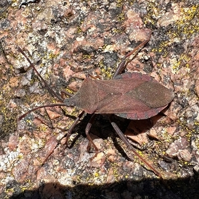 Amorbus (genus) (Eucalyptus Tip bug) at Tennent, ACT - 2 Dec 2024 by Pirom