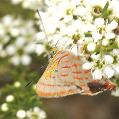 Hypochrysops delicia at Googong, NSW - 3 Dec 2024 by Harrisi