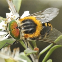 Unidentified Bristle Fly (Tachinidae) at Yarrow, NSW - 3 Dec 2024 by Harrisi