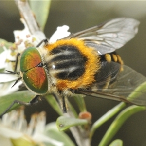 Scaptia (Scaptia) auriflua (A flower-feeding march fly) at Yarrow, NSW by Harrisi