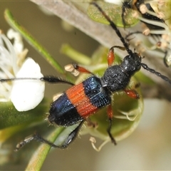 Obrida fascialis (One banded longicorn) at Yarrow, NSW - 3 Dec 2024 by Harrisi