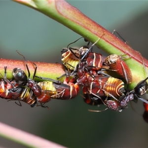 Eurymeloides pulchra (Gumtree hopper) at Yarralumla, ACT by TimL