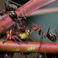 Iridomyrmex purpureus (Meat Ant) at Yarralumla, ACT - 26 Nov 2024 by TimL