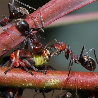 Iridomyrmex purpureus (Meat Ant) at Yarralumla, ACT - 26 Nov 2024 by TimL