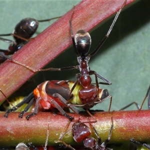 Iridomyrmex purpureus at Yarralumla, ACT - 26 Nov 2024 01:21 PM