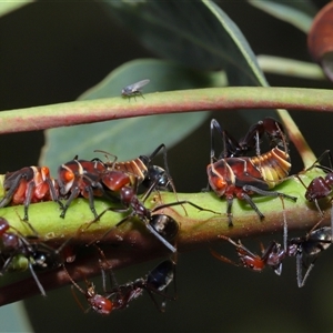 Milichiidae (family) at Yarralumla, ACT - 26 Nov 2024