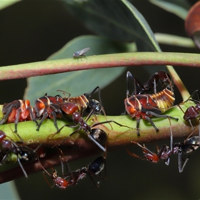 Milichiidae (family) (Freeloader fly) at Yarralumla, ACT - 26 Nov 2024 by TimL