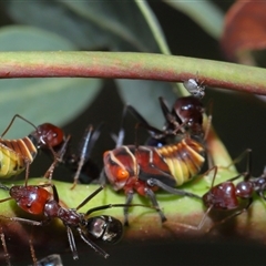 Milichiidae (family) at Yarralumla, ACT - 26 Nov 2024 01:20 PM