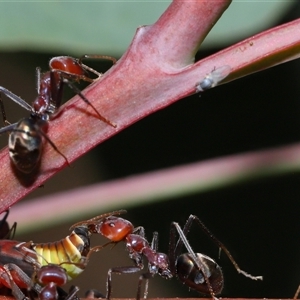 Milichiidae (family) at Yarralumla, ACT - 26 Nov 2024 01:20 PM