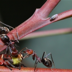 Milichiidae (family) at Yarralumla, ACT - 26 Nov 2024