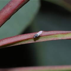 Milichiidae (family) at Yarralumla, ACT - 26 Nov 2024 01:20 PM