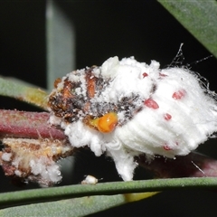 Icerya purchasi (Cottony cushion scale) at Acton, ACT - 29 Nov 2024 by TimL