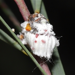 Icerya purchasi at Acton, ACT - 29 Nov 2024