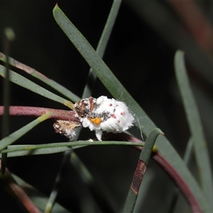 Chrysopidae (family) at Acton, ACT - 29 Nov 2024