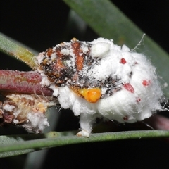 Chrysopidae (family) at Acton, ACT - 29 Nov 2024