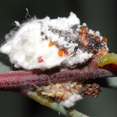 Chrysopidae (family) at Acton, ACT - 29 Nov 2024