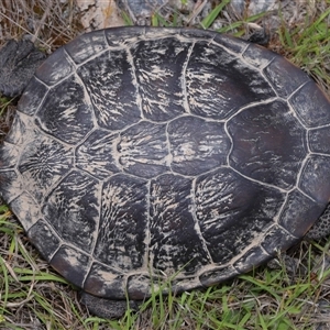 Chelodina longicollis (Eastern Long-necked Turtle) at Forde, ACT by TimL