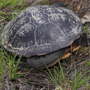 Chelodina longicollis at Forde, ACT - 1 Dec 2024