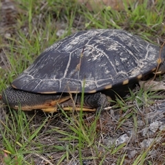 Chelodina longicollis at Forde, ACT - 1 Dec 2024