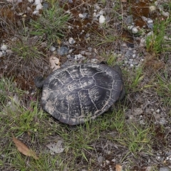 Chelodina longicollis at Forde, ACT - 1 Dec 2024