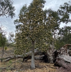 Brachychiton populneus at Watson, ACT - 26 Nov 2024