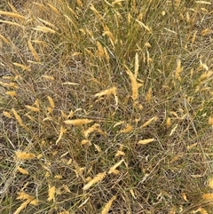 Anthoxanthum odoratum (Sweet Vernal Grass) at Watson, ACT - 26 Nov 2024 by mcosgrove