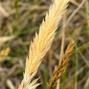 Anthoxanthum odoratum at Watson, ACT - 26 Nov 2024