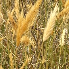 Anthoxanthum odoratum at Watson, ACT - 26 Nov 2024