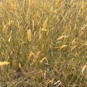 Anthoxanthum odoratum at Watson, ACT - 26 Nov 2024