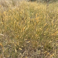 Anthoxanthum odoratum at Watson, ACT - 26 Nov 2024