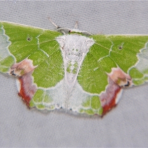 Protuliocnemis partita (A Geometer moth (Geometrinae)) at Sheldon, QLD by PJH123