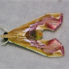 Agathodes ostentalis (Coral Tree Moth) at Sheldon, QLD - 15 Jan 2008 by PJH123