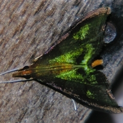 Hemiscopis violacea (A Crambid moth (Odontiinae)) at Sheldon, QLD - 16 Jan 2008 by PJH123