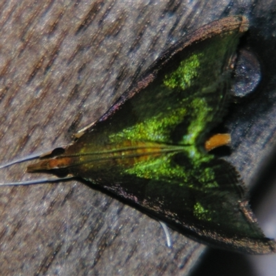 Hemiscopis violacea (A Crambid moth (Odontiinae)) at Sheldon, QLD - 16 Jan 2008 by PJH123