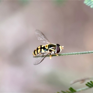 Simosyrphus grandicornis (Common hover fly) at Aranda, ACT by KMcCue