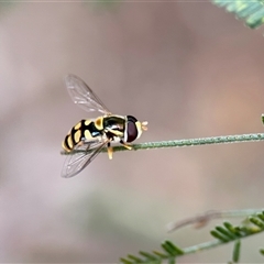 Simosyrphus grandicornis at Aranda, ACT - 3 Dec 2024